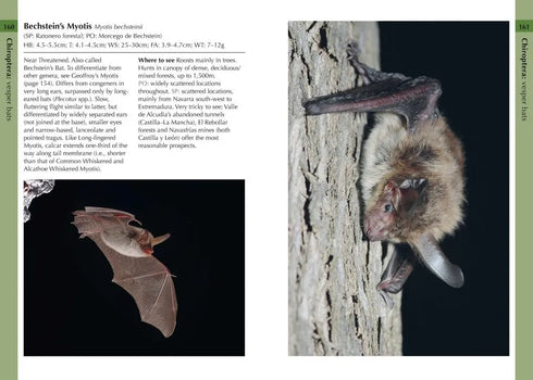 Mammals of Iberia - Bocos Gonzales 2025